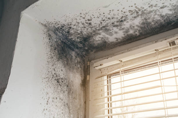 Affordable Attic Mold Remediation solutions in Lexington, NC